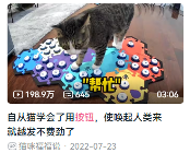 现在互联网上最火的猫,从“耄耋”变成了“萝卜纸巾猫”(图7) 现在互联网上最火的猫,从“耄耋”变成了“萝卜纸巾猫”
