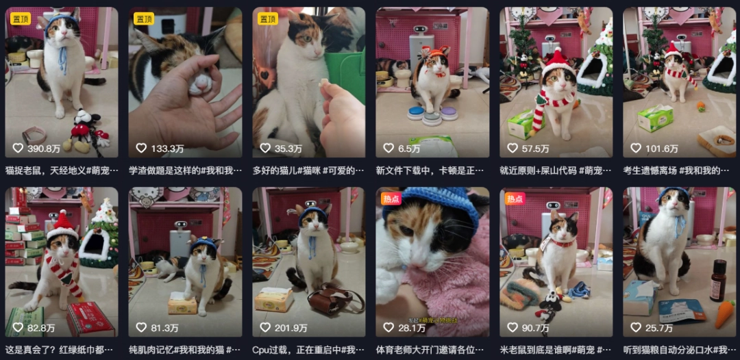 现在互联网上最火的猫,从“耄耋”变成了“萝卜纸巾猫”(图6) 现在互联网上最火的猫,从“耄耋”变成了“萝卜纸巾猫”