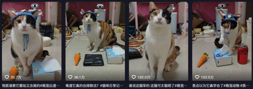 现在互联网上最火的猫,从“耄耋”变成了“萝卜纸巾猫”(图10) 现在互联网上最火的猫,从“耄耋”变成了“萝卜纸巾猫”