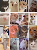 现在互联网上最火的猫,从“耄耋”变成了“萝卜纸巾猫”(图2) 现在互联网上最火的猫,从“耄耋”变成了“萝卜纸巾猫”