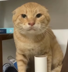现在互联网上最火的猫,从“耄耋”变成了“萝卜纸巾猫”(图3) 现在互联网上最火的猫,从“耄耋”变成了“萝卜纸巾猫”