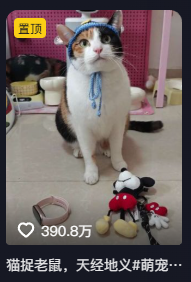 现在互联网上最火的猫,从“耄耋”变成了“萝卜纸巾猫”(图4) 现在互联网上最火的猫,从“耄耋”变成了“萝卜纸巾猫”
