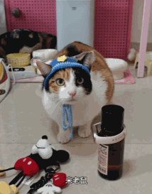 现在互联网上最火的猫,从“耄耋”变成了“萝卜纸巾猫”(图14) 现在互联网上最火的猫,从“耄耋”变成了“萝卜纸巾猫”
