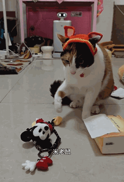 现在互联网上最火的猫,从“耄耋”变成了“萝卜纸巾猫”(图15) 现在互联网上最火的猫,从“耄耋”变成了“萝卜纸巾猫”