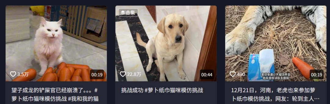 现在互联网上最火的猫,从“耄耋”变成了“萝卜纸巾猫”(图17) 现在互联网上最火的猫,从“耄耋”变成了“萝卜纸巾猫”