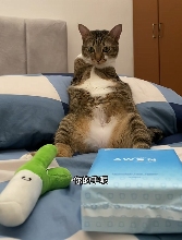 现在互联网上最火的猫,从“耄耋”变成了“萝卜纸巾猫”(图21) 现在互联网上最火的猫,从“耄耋”变成了“萝卜纸巾猫”
