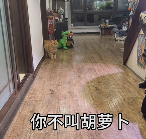 现在互联网上最火的猫,从“耄耋”变成了“萝卜纸巾猫”(图22) 现在互联网上最火的猫,从“耄耋”变成了“萝卜纸巾猫”