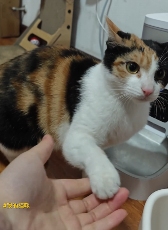 现在互联网上最火的猫,从“耄耋”变成了“萝卜纸巾猫”(图32) 现在互联网上最火的猫,从“耄耋”变成了“萝卜纸巾猫”