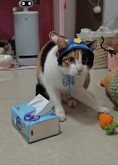 现在互联网上最火的猫,从“耄耋”变成了“萝卜纸巾猫”(图33) 现在互联网上最火的猫,从“耄耋”变成了“萝卜纸巾猫”