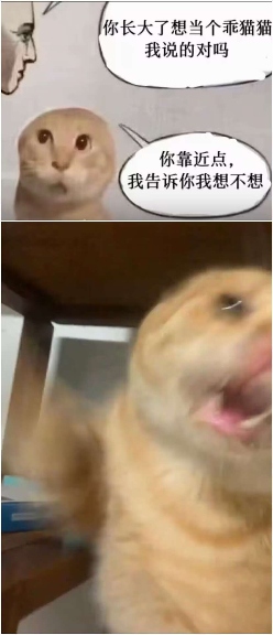 现在互联网上最火的猫,从“耄耋”变成了“萝卜纸巾猫”(图34) 现在互联网上最火的猫,从“耄耋”变成了“萝卜纸巾猫”