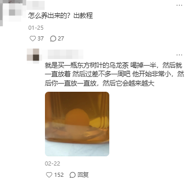 东方树叶变质长出的茶菌,怎么就成为了超越哈基米的宠物界顶流?(图5) 东方树叶变质长出的茶菌,怎么就成为了超越哈基米的宠物界顶流?