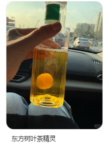 东方树叶变质长出的茶菌,怎么就成为了超越哈基米的宠物界顶流?(图2) 东方树叶变质长出的茶菌,怎么就成为了超越哈基米的宠物界顶流?
