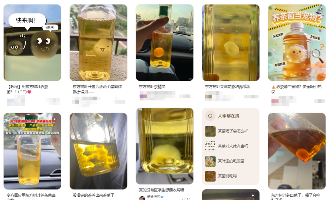 东方树叶变质长出的茶菌,怎么就成为了超越哈基米的宠物界顶流?(图4) 东方树叶变质长出的茶菌,怎么就成为了超越哈基米的宠物界顶流?