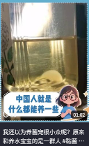 东方树叶变质长出的茶菌,怎么就成为了超越哈基米的宠物界顶流?(图9) 东方树叶变质长出的茶菌,怎么就成为了超越哈基米的宠物界顶流?