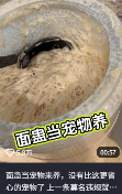 东方树叶变质长出的茶菌,怎么就成为了超越哈基米的宠物界顶流?(图10) 东方树叶变质长出的茶菌,怎么就成为了超越哈基米的宠物界顶流?