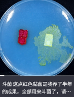 东方树叶变质长出的茶菌,怎么就成为了超越哈基米的宠物界顶流?(图11) 东方树叶变质长出的茶菌,怎么就成为了超越哈基米的宠物界顶流?