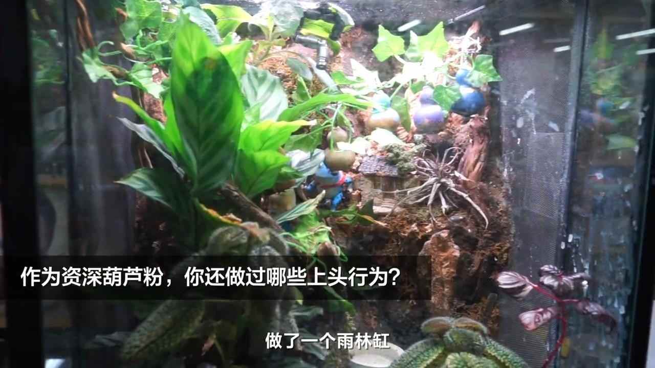 42岁男老板沉迷葫芦娃30年 经典动画魅力永不过时(图5) 42岁男老板沉迷葫芦娃30年 经典动画魅力永不过时